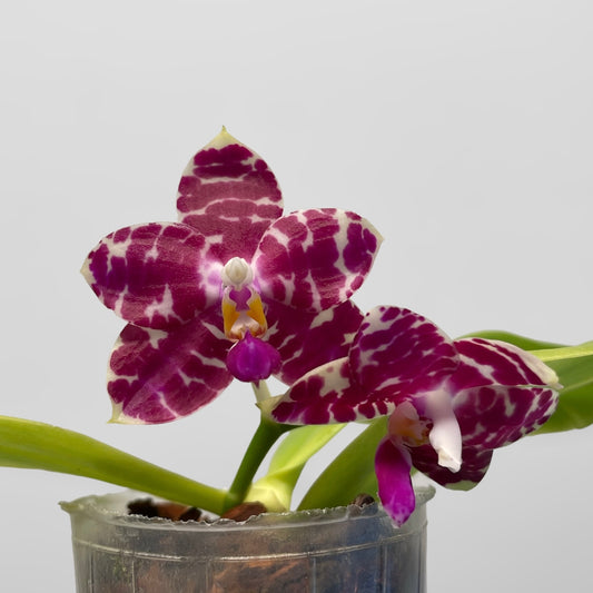 Phal. KS Super Zebra 'Pylo' AM/AOS 4in