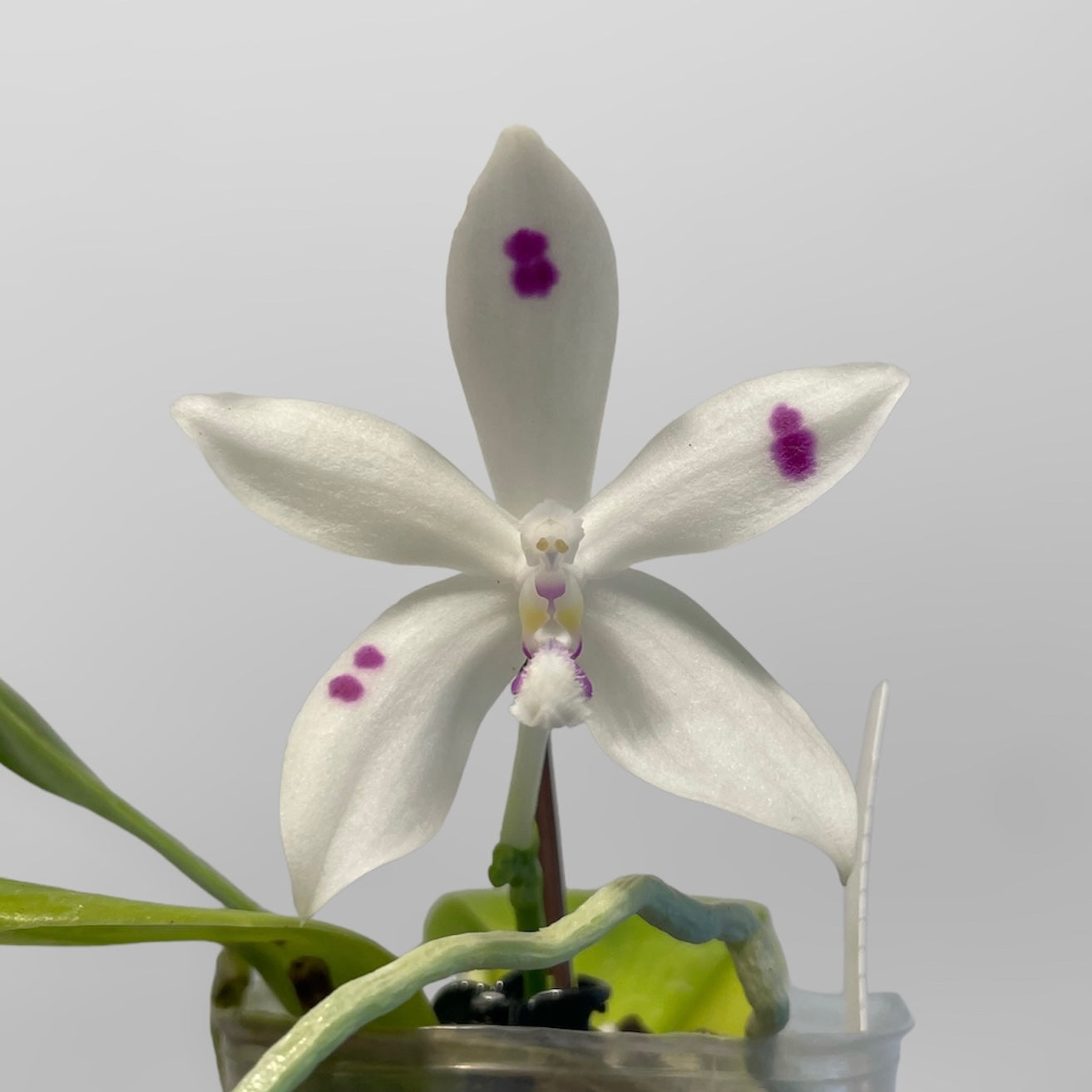 Phal. tetraspis 'Wilson #214' 4in