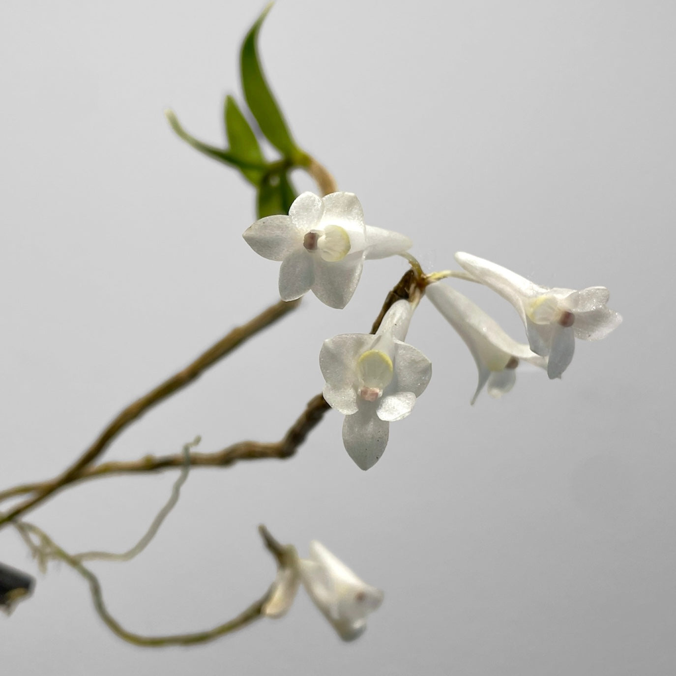 Den. aphanochilum x chrysopterum (mount)