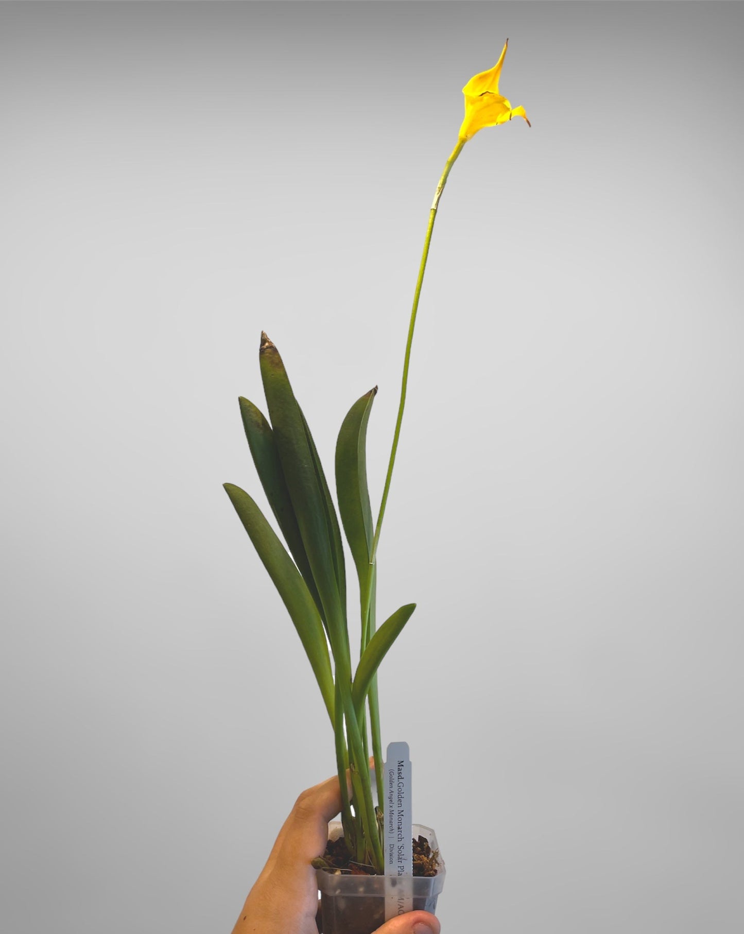 Masdevallia Golden Monarch 'Solar Place' AM/AOS 3in