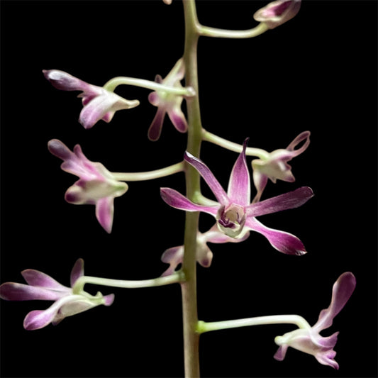 Dendrobium Blue Twinkle x self 4in