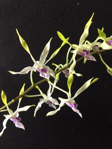 Dendrobium Lowana Nioka (canaliculatum x antennatum) 4in