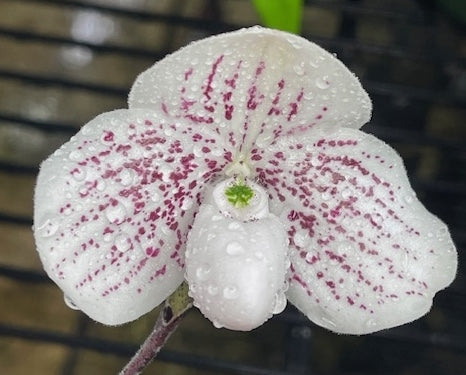 Paphiopedilum QF Mini Bell (QF Mini x bellatulum) 2in