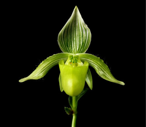 Paphiopedilum fowliei v. alba 3in