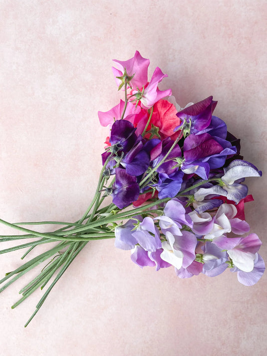 Sweet Pea 'Rainbow Mix' seeds