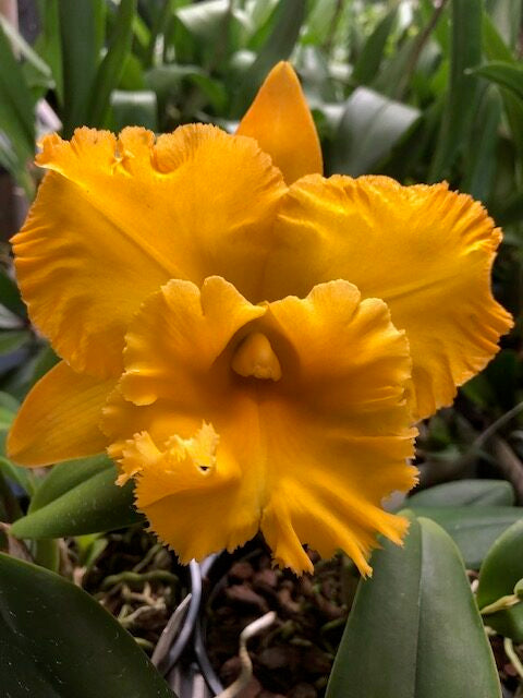 Rlc. Siam Pacific Delight 5in