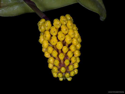 Robiquetia cerina (yellow form) 4in