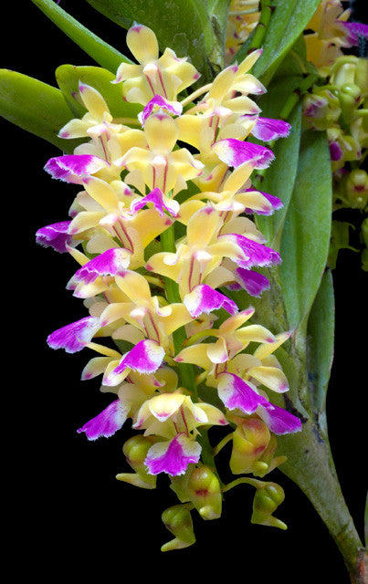 Aerides houlletiana 4in