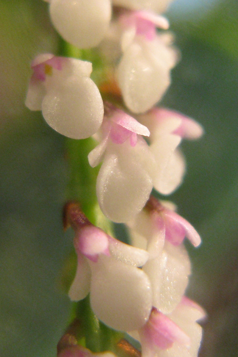 Schoenorchis gemmata (mount)