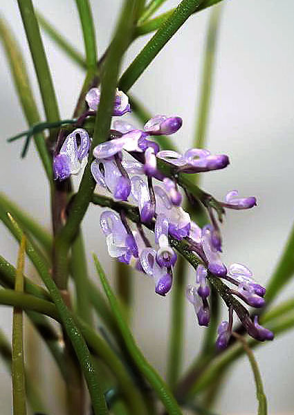 Schoenorchis juncifolia (mount)