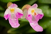 Schoenorchis scolopendria (mount)