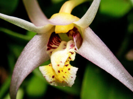 Diplocaulobium arachnoideum 'OrchidFix Tiny Gem' (division)