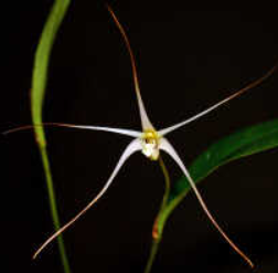 Diplocaulobium arachnoideum 'OrchidFix Tiny Gem' (division)