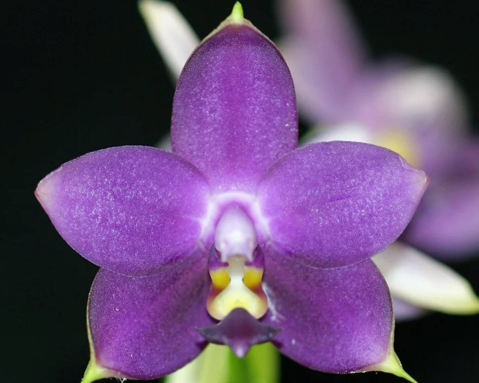 Phal. violacea v. indigo 3in