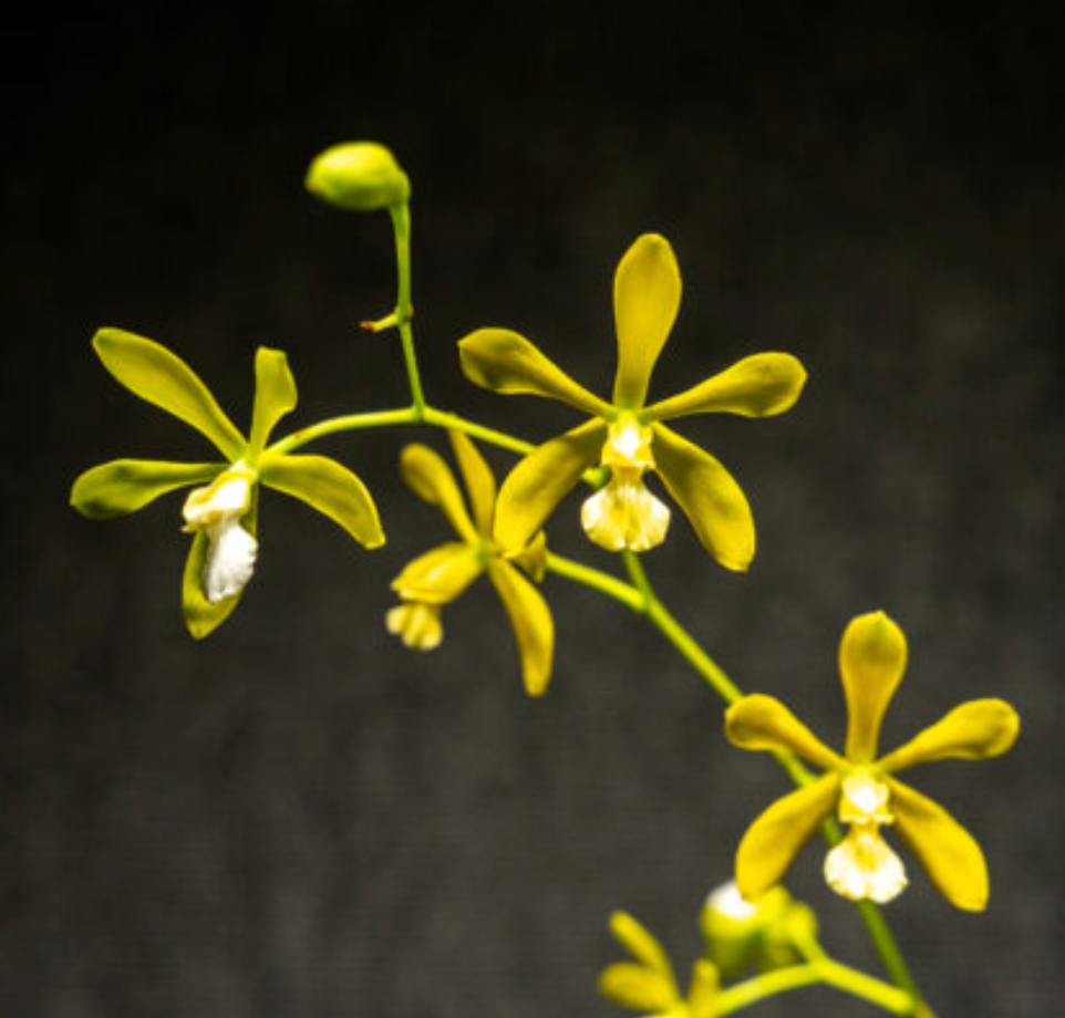 Encyclia tampensis v. alba x sib 4in