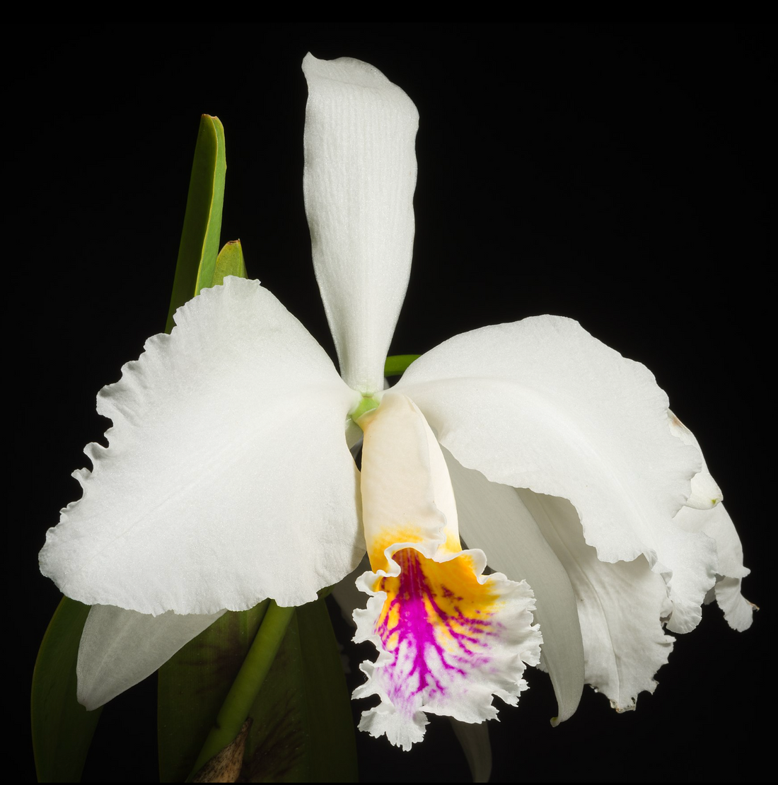 Easter Orchid (Cattleya mossiae) 9 Cattleya mossiae semi-alba x sib 5in