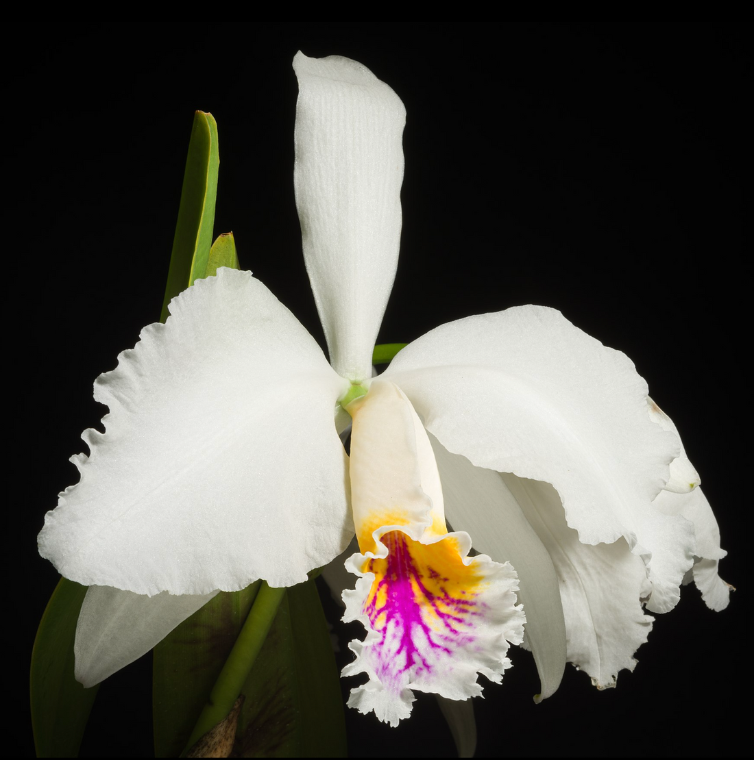 Cattleya mossiae semi-alba x sib 5in