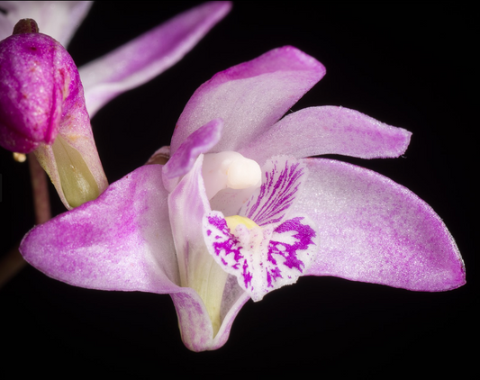 Dendrobium kingianum (variegated) 3in