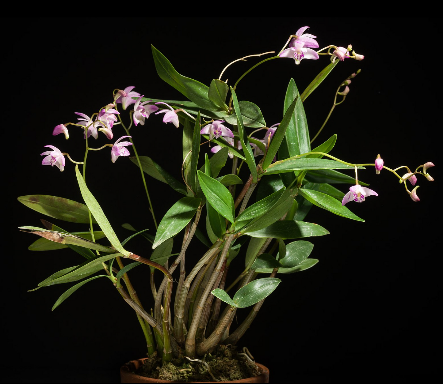 Dendrobium kingianum (variegated) 3in