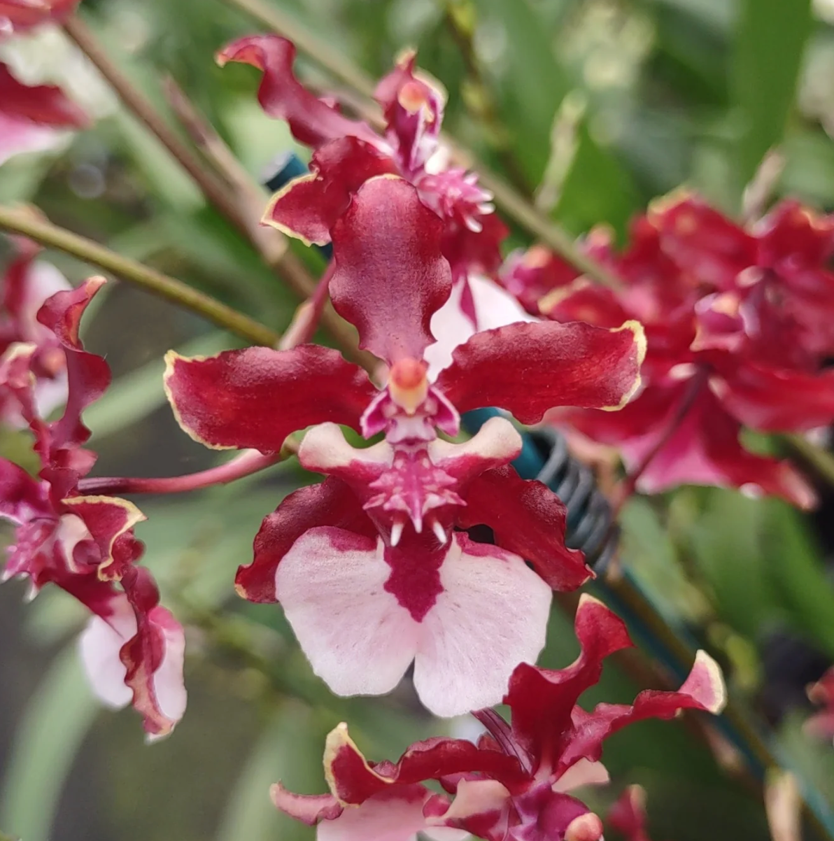 Onc. Sharry Baby 'Sweet Fragrance' AM/AOS 3in (non-bloom)