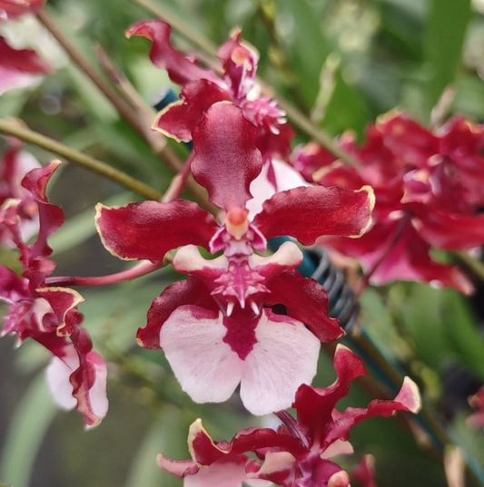 Onc. Sharry Baby 'Sweet Fragrance' AM/AOS 3in (non-bloom)