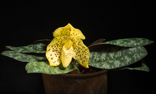 Paphiopedilum wenshanense x sib 3in
