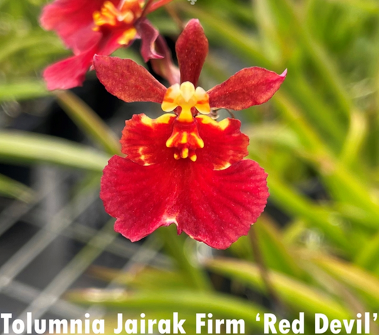 Tolumnia Black Bull x Jairak Firm 'Red Devil' 2in (ceramic pot)