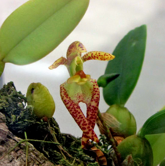 Bulbophyllum lasiochilum 3in