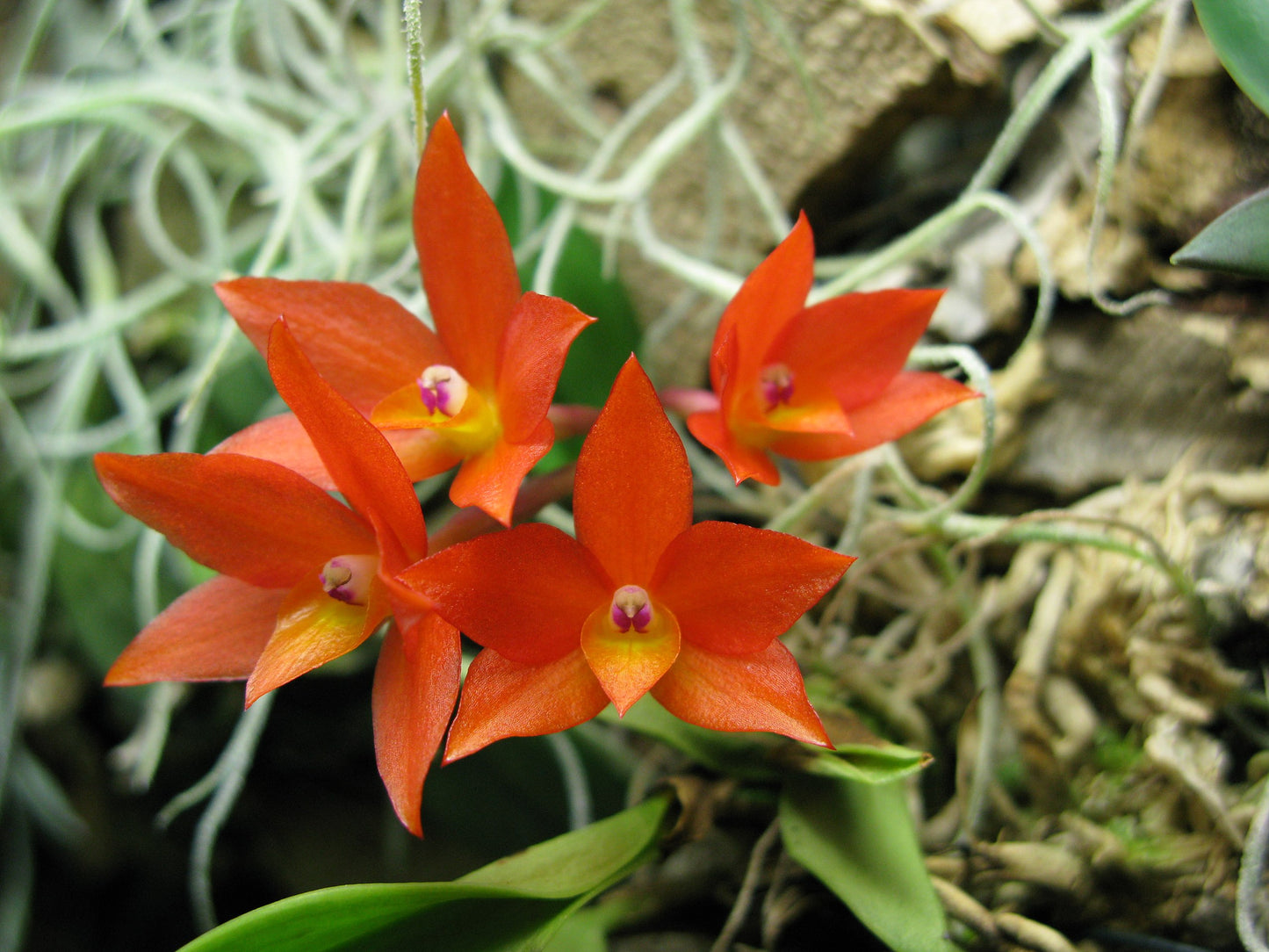 Cattleya (Sophronitis) Orbiter (coccinea ‘Toyko’ SMM/JOGA x cernua) 2in
