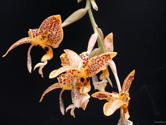 Stanhopea oculata