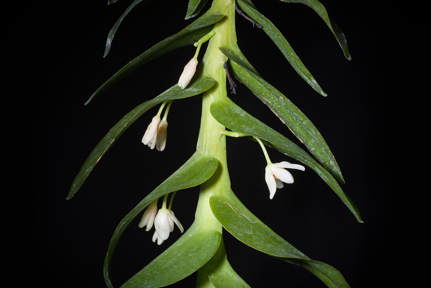 Thrixspermum pensile (mount)
