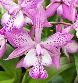 Tuckerara Hilo Adventure 'Pinkie' 4in littleorchidannie