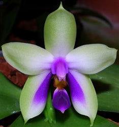 Phalaenopsis bellina v. coerulea x violacea indigo 3in