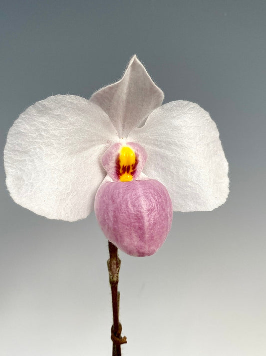 New Zealand Sphagnum - 3kg (uncompressed) – Ravenvision Orchid