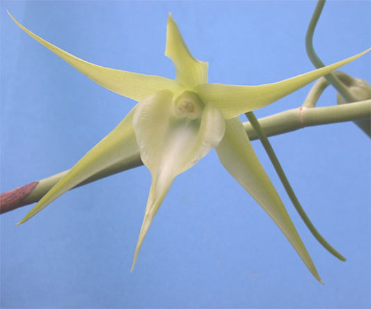 Angraecum Veitchii x sib 3in