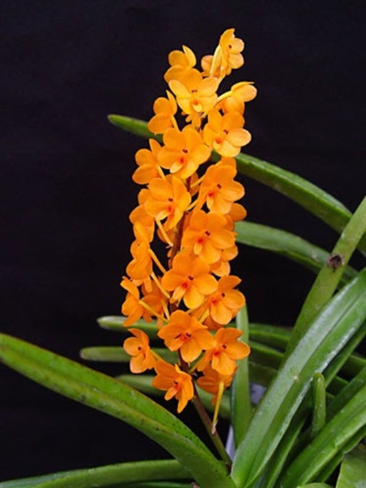 Ascocentrum miniatum 3in