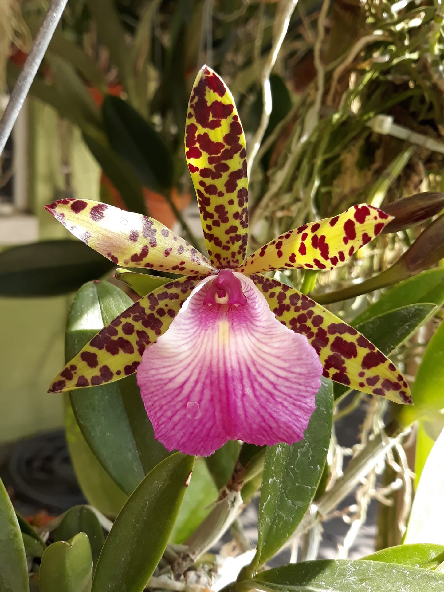 Cattleya Theresa Ricci 4in