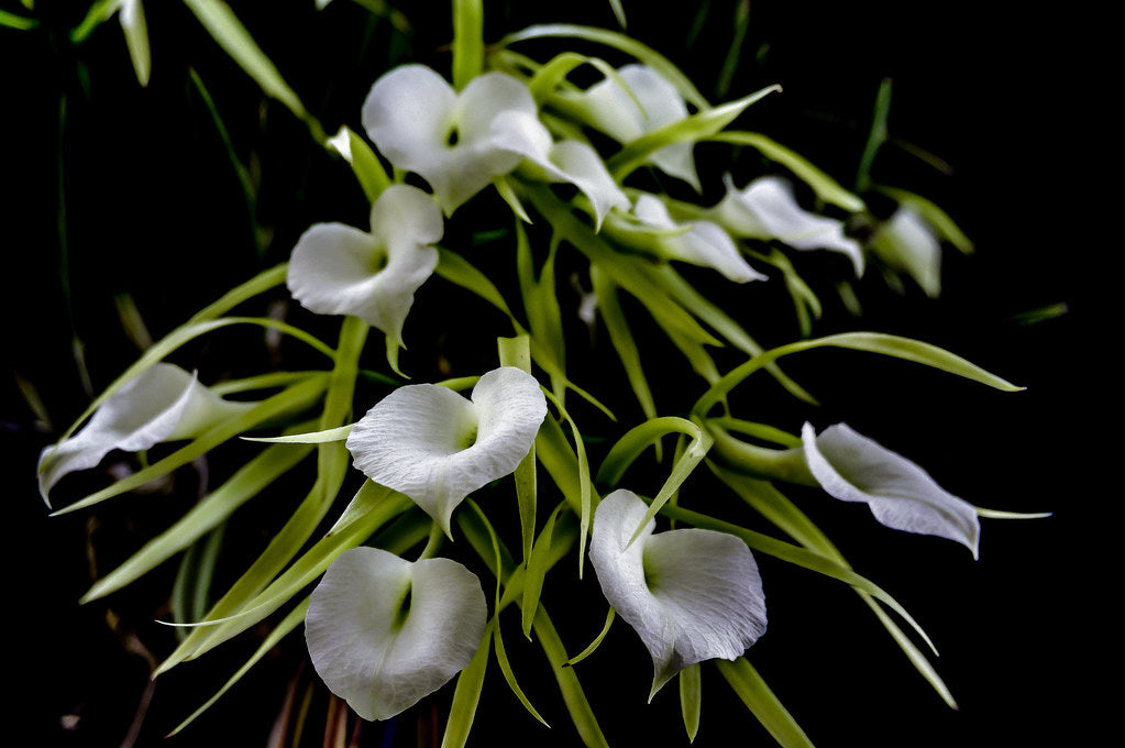 Brassavola Little Stars 4in