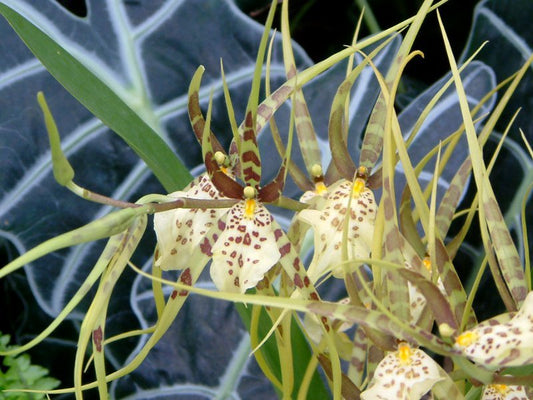 Brassia Eternal Wind 'Summer Dream' 4in (LARGE)