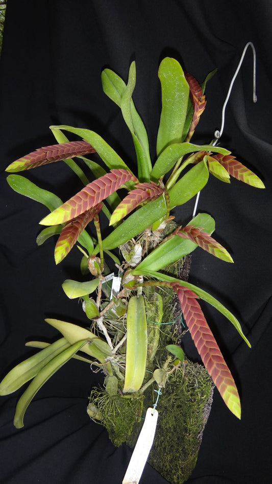 Bulbophyllum occultum 3in