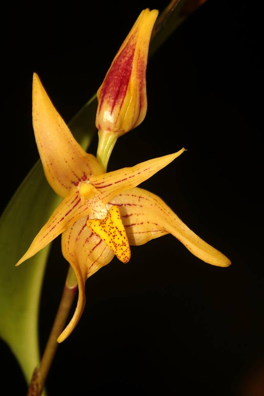 Bulb. artvogelii x stockeri 3in