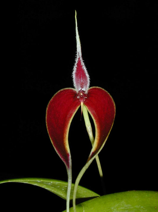 Bulbophyllum masdevalliaceum 4in