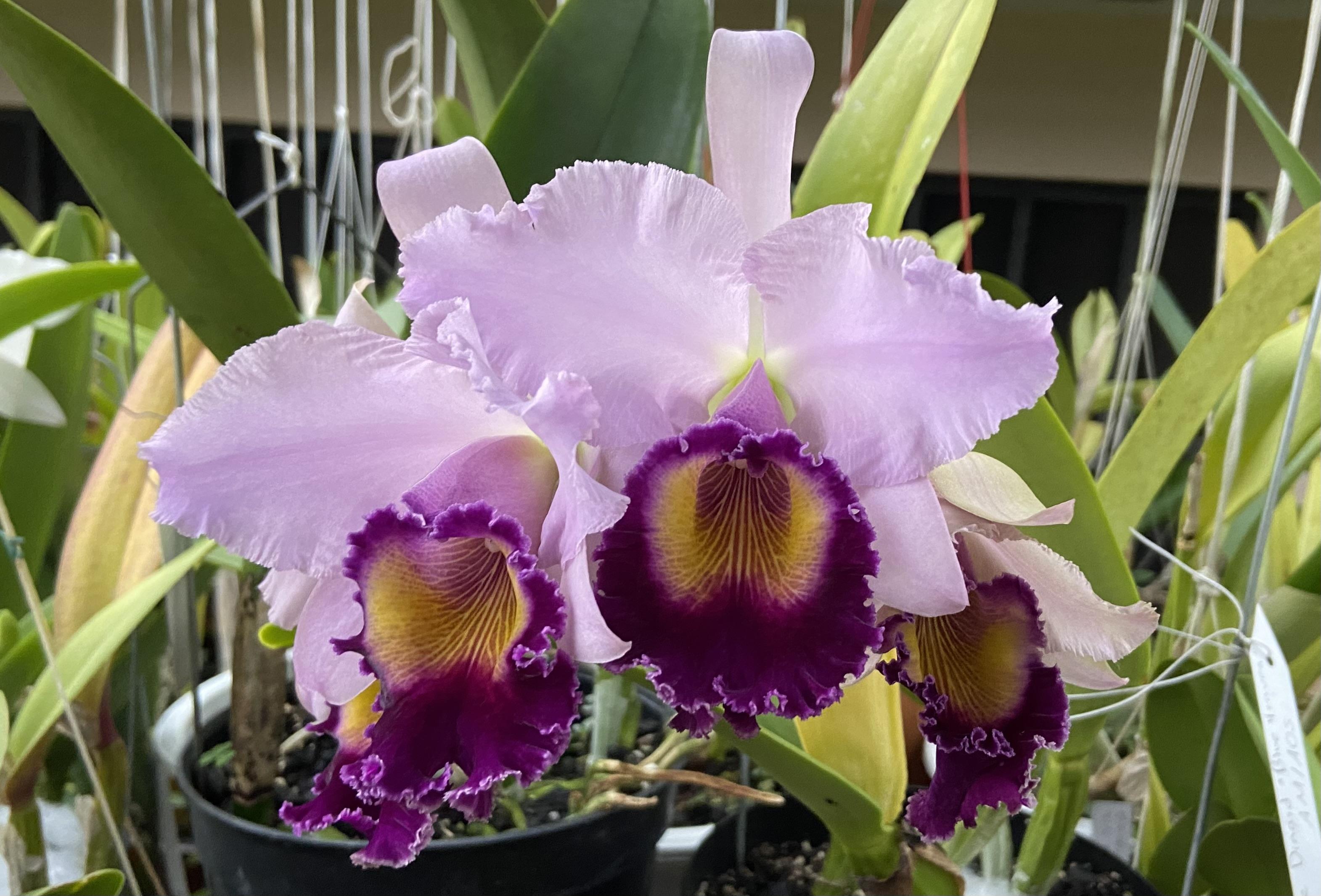 Cattleya Dinard 'Blue Heaven' 5in – littleorchidannie