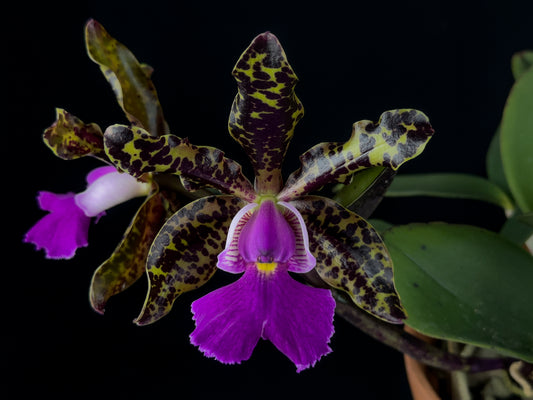 Cattleya Peckaviensis (C. aclandiae 'Tiger' x C. schilleriana v. coerulea) 5in