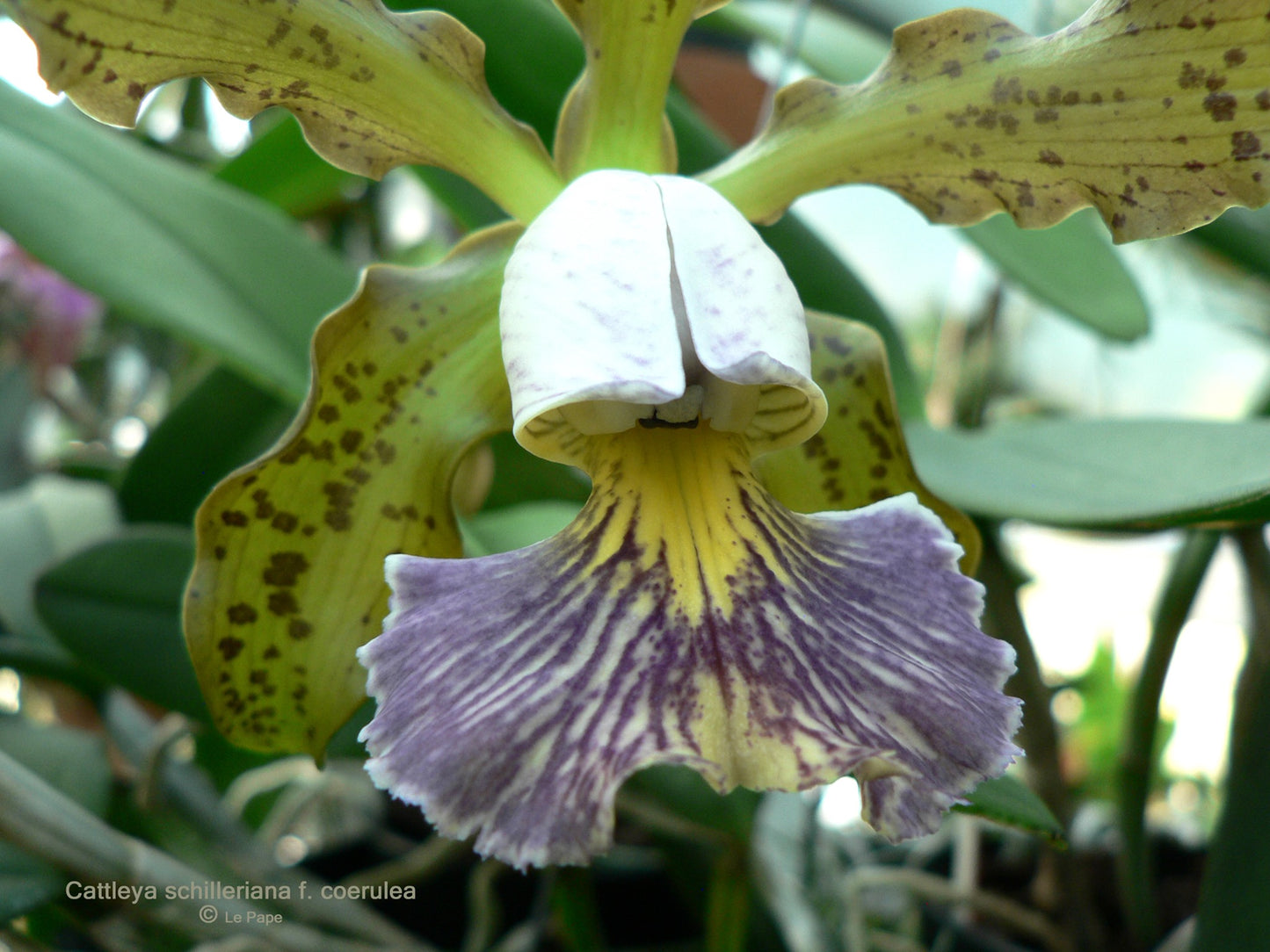 Cattleya Peckaviensis (C. aclandiae 'Tiger' x C. schilleriana v. coerulea) 5in