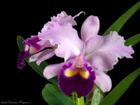 Cattleya Jentri 5in