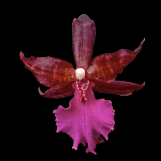 Colmanara Massai 'Pink' 4in