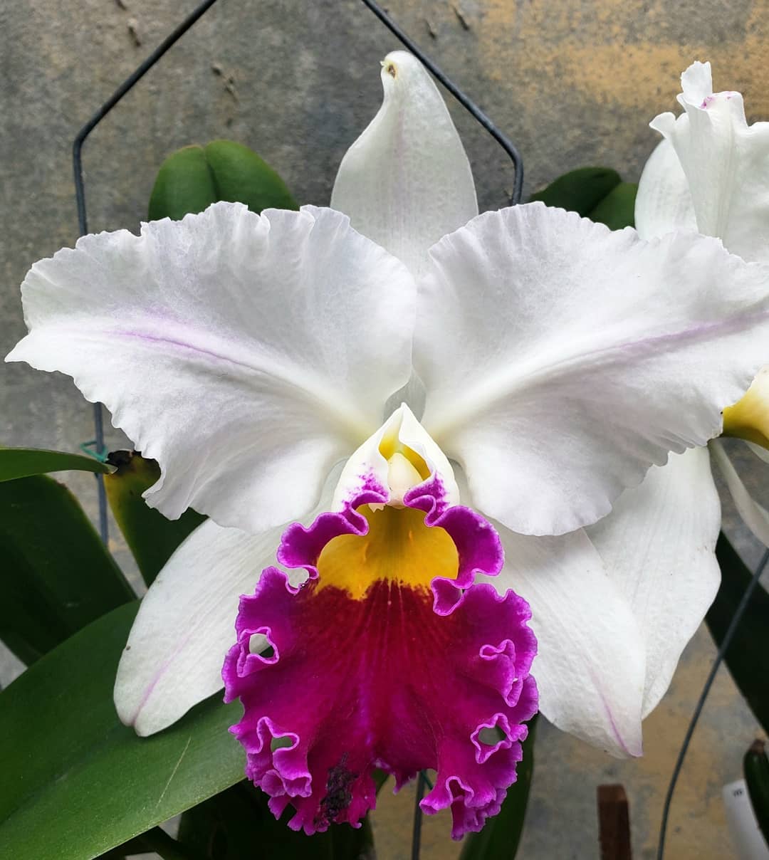 Cattleya and Hybrids – littleorchidannie