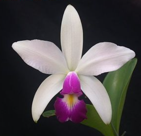 C. violacea semi alba x sib 5in