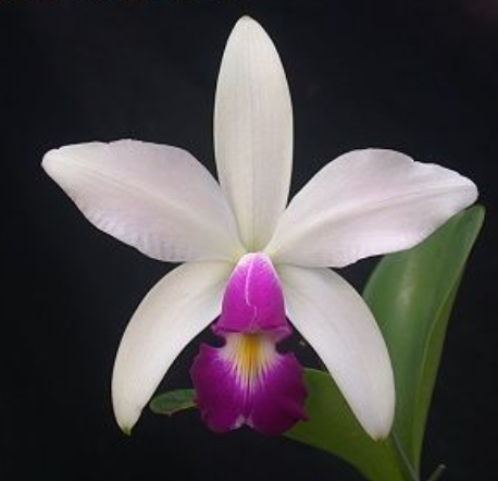 C. violacea semi alba x sib 5in – littleorchidannie